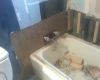 The bathroom surround project