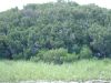 Airboat Tour