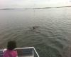 Airboat Tour