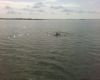 Airboat Tour