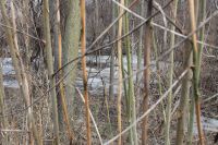 In my own backyard